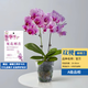 歐芽  蝴蝶蘭盆栽帶花劍蘭花大苗客廳室內(nèi)植物耐寒花卉好養(yǎng)活 雙梗帶花【寶貝+育苗盆】