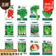 北蔬 蔬菜種子苗生菜菠菜小香蔥芹菜陽臺四季菜種籽 12種蔬菜種子套餐