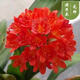 [當年開(kāi)花】君子蘭花苗裸根發(fā)貨室內外四季常青植物盆栽君子蘭苗 新品君子蘭【元帥】 新品12-15片葉【三個(gè)月開(kāi)花】
