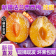 正宗新疆西梅喀什法蘭西西梅禮盒當季新鮮水果整箱京東順豐包郵 實(shí)惠裝3斤大果（單果20克以上）