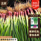 北蔬 紅根小香蔥種子種苗紅蔥頭小蔥四季蔬菜種籽 紅根小蔥種子1200粒