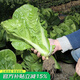 壽禾油菜種子矮腳上海青梗菜蔬菜小白菜快菜秋季壽光蔬種籽四季青菜 （耐熱）季季豐快菜種子10g
