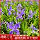 德國鳶尾蘭花苗室外庭院植物耐寒水生藍鳶尾花苗地栽喜陰耐寒植物 藍色鳶尾苗【5棵】部分連體
