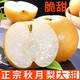 玢果萱【果園直發(fā)】正宗山東秋月梨現(xiàn)摘梨子爆甜多汁整箱現(xiàn)發(fā) 【商超品質】單果350g+ 帶箱5斤