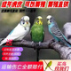 萬(wàn)寵匯 鳥(niǎo)活體虎皮鸚鵡籠養牡丹玄風(fēng)活鳥(niǎo)學(xué)說(shuō)話(huà)手養小太陽(yáng)鸚鵡寵物鸚鵡 成年綠色+白色（公母可備注）