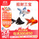 百綸木千金魚(yú)觀(guān)賞魚(yú)鴻運當頭金魚(yú)不加溫好養獅子頭活體冷水魚(yú)招財魚(yú)丹頂紅 （大號）招財三寶各3條 7-10cm