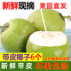 海南文昌帶皮椰子蛋現(xiàn)摘現(xiàn)發(fā)新鮮孕婦補(bǔ)羊水青椰特產(chǎn)水果椰青椰汁 2個(gè)