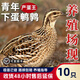 鵪鶉活苗黃羽產(chǎn)蛋鵪鶉活體天天下蛋陽(yáng)臺可飼養寵物青年鵪鶉雞活體 2公8母【到家可下蛋】