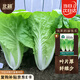 北蔬 奶油四季快菜種子苗小白菜秋季種蔬菜種籽 快翠奶油快菜種子50g