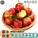 南步東北龍豐果【順豐速發(fā)】酸甜龍秋果大秋果小蘋(píng)果海棠果新鮮水果 3斤 精選中果【單果30-40g】