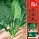 壽禾菠菜種子苗秋季蔬菜籽陽(yáng)臺家庭種植 紅根圓葉菠菜種子25g約3000粒