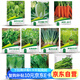 花沃里10款蔬菜種子套餐四季種 胡蘿卜白菜水果蘿卜香菜小蔥菠菜生菜籽