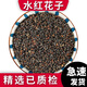 澤信堂 水紅花子  水葒子 葒草實(shí) 水紅花籽中藥材 500克 500g