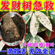 發(fā)財(cái)樹(shù)專用營(yíng)養(yǎng)液葉子發(fā)黃掉葉爛根急救復(fù)活液黃葉枯葉吊針液肥料 1瓶【葉斑根腐專用】 發(fā)財(cái)樹(shù)葉斑病白斑專用藥