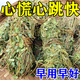 心跳過快藥心臟供血不足心慌胸悶氣短呼吸不暢緊張緩解焦慮養(yǎng)生茶 一袋裝【三秒復(fù)原】
