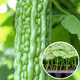 農之子 苦瓜苗帶土雜交蘋(píng)果苦瓜幼秧苗蔬菜壽光苗子種苗老品種翠綠 【苗】苦瓜苗秧帶土幼苗 5棵