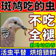 斑鳩糧食鳥(niǎo)糧飼料幼鳥(niǎo)專(zhuān)用特級小顆粒鴿子食糧幼鴿鸚鵡通用營(yíng)養糧 【一罐裝】面包蟲(chóng)干365ml