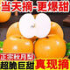 正宗脆甜山東秋月梨 當(dāng)季新鮮薄皮梨子爆甜多汁整箱發(fā)貨 5斤帶箱 凈重4.5斤 【超值裝】單果200g+