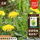 北蔬 蒲公英種子苗四季種野生可食用蔬菜種籽 蒲公英種子10g約1萬粒