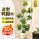 植男植女鴨腳木客廳盆栽八方來財(cái)室內(nèi)落地大型綠植DIY造型源頭直發(fā)