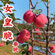 國產(chǎn)新品陜西秦脆蘋(píng)果脆甜多汁產(chǎn)地直發(fā)脆甜多汁新鮮洗洗可帶皮吃 中果 24個(gè)裝9斤 1盒