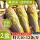 森農樂(lè )舟山梅童魚(yú)新鮮獅頭魚(yú)沙中魚(yú)大頭寶細眼梅子魚(yú)東海捕撈海鮮速凍 10-12條/斤【2盒 特大肥嫩】