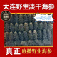 胖東L來甄選海參一斤干貨批發(fā)500克干貨正宗大連野生高泡發(fā)率純 【9年母參】半斤