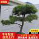造型松樹(shù)苗庭院景觀(guān)迎客松綠化工程松大小規格齊全四季常青 黑松油松工程造型視頻選樹(shù)咨詢(xún)