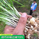 壽禾 小根蒜種子韭蔥干大蒜頭香蒜種籽蔬菜山蒜薤白壽光秋冬季菜籽 小根蒜種子500粒(一包）