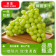 京覓甘肅晴王覓光葡萄 凈重4斤 單粒8g+ 香印青提 源頭直發(fā)