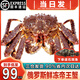 海澤鮮 帝王蟹俄羅斯進(jìn)口特大鮮活冰鮮超大皇帝蟹大螃蟹節日送禮 4-4.5斤【實(shí)惠】