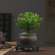 小葉赤楠植物盆栽四季常綠易養(yǎng)活凈化空氣驅(qū)蚊蟲助眠M(jìn)R 赤楠＋海納百川陶瓷盆＋底座＋苔蘚