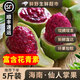 【順豐】海南新鮮仙人掌果 仙桃果實應(yīng)當季熱帶稀奇古怪的水果 【仙人掌果】1斤裝（15-20個左右）