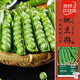 壽禾 豌豆種子苗甜脆大莢青豆秋季蔬菜種籽 濰育皇珠豌豆種子50g*3袋