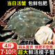 【鮮活發(fā)貨】尚致青島梭子蟹鮮活螃蟹梭子蟹活蟹海蟹飛蟹中秋禮盒 劃算【鮮活超大】4斤(7-10只)公母混發(fā)