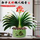 靜黛軒君子蘭盆栽帶花苞名貴綠植花卉精品國(guó)寶級(jí)特大號(hào)室內(nèi)植物四季好養(yǎng) 精品特大君子蘭13-16片【高款福字盆】