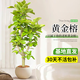 花行榜大型綠植物客廳室內盆栽花卉老樁黃金榕1.4-1.6m[圓球盆]源頭直發(fā)