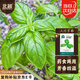 北蔬 羅勒種子苗大圓葉食用香料植物盆栽香草種籽 大葉羅勒種子600粒