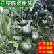 正宗新會(huì )陳皮柑樹(shù)苗嫁接陳皮柑苗高產(chǎn)大果柑橘果樹(shù)果苗南北方種植 新會(huì )陳皮柑 一棵
