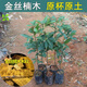 金絲楠木樹(shù)苗正宗正品四川小葉楨楠珍稀名貴樹(shù)苗品種小苗 正宗金絲楠木20-30cm【1棵】