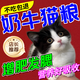 奶牛貓專(zhuān)用貓糧美毛防掉毛銀漸層專(zhuān)用幼貓糧增肥發(fā)腮挑食救助糧 1斤*1袋 【貓貓愛(ài)吃】