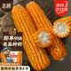北蔬 玉米種子苗大棒抗旱抗倒大田飼料苞米種籽 鄭單958玉米種子500g