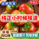 京地達山東草莓鐵皮西紅柿水果番茄凈重5斤單果60g+新鮮源頭直發(fā)包郵