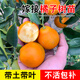 君揚廣西柑橘嫁接果樹(shù)苗無(wú)核沃柑砂糖橘子茂谷皇帝柑脆蜜脆皮金柑金桔 脆蜜金桔苗 一年苗30-40CM高（帶土帶葉）