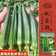 壽禾 黃秋葵種子苗秋季家庭盆栽種植菜種籽 濰豐卡里巴2號(hào)秋葵種子12g