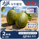 京鮮生 大漠蜜瓜系列 大漠斗牛蜜瓜 2枚 凈重6-7斤 新鮮水果 源頭直發(fā)