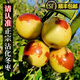 現貨山東沾化冬棗新鮮冰糖脆甜特大斤水果當季青棗東棗整箱 5斤 【精選大果】單果16-20克 人氣熱賣(mài)