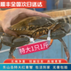 【開(kāi)海季】鮮活特大青蟹福建東山島紅膏鱘螃蟹母蟹高檔海鮮送禮 紅膏母蟹5-6兩/只【1斤裝含繩 貴在運費】2只