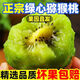 【果園直發(fā)】正宗湘西米糧一號綠心獼猴桃 新鮮時(shí)令鮮果整箱 單果70-90g 24個(gè)裝