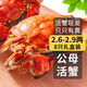 【活蟹】乾澄大閘蟹現貨 2.6-2.9兩 8只 足斤足兩六月黃鮮活螃蟹生鮮海鮮中秋禮盒裝